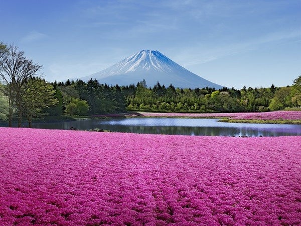 ■【山梨】やまなしの春!関東最大級・芝桜の祭典「富士芝桜まつり」と大人気「桔梗信玄餅詰め放題」♪シーズンラスト☆完熟「いちご狩り」食べ放題にスイス&甲州郷土料理ビュッフェも!1